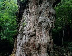 images-2